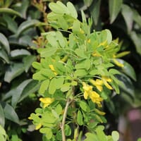 Gewöhnlicher Erbsenstrauch - Caragana arborescens