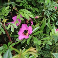 Glanzblättrige Rose - Rosa nitida