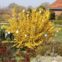 Goldglöckchen / Forsythie - Forsythia x intermedia 'Lynwood Gold'