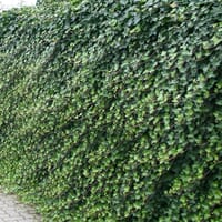 Großblättriger Irischer Efeu - Hedera hibernica