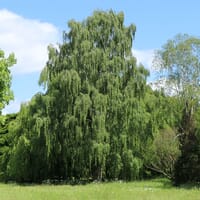 Hängebirke / Sandbirke / Weißbirke - Betula pendula