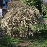 Hängende Kätzchenweide 'Pendula' / 'Kilmarnock' - Salix caprea 'Pendula' / 'Kilmarnock'