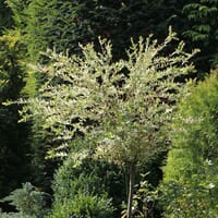 Harlekinweide / Zierweide 'Hakuro Nishiki' - Salix integra 'Hakuro Nishiki'