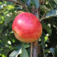 Herbstapfel 'Elstar' - Malus domestica 'Elstar'