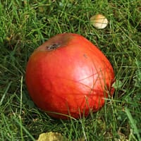 Herbstapfel 'Holsteiner Cox' - Malus 'Holsteiner Cox'
