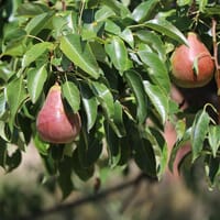 Herbstbirne 'Clapps Liebling' - Pyrus communis 'Clapps Liebling'