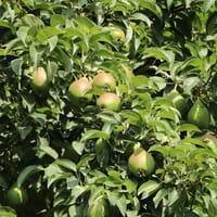 Herbstbirne / Winterbirne 'Alexander Lucas' - Pyrus communis 'Alexander Lucas'
