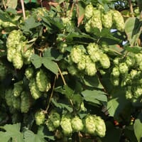 Hopfen - Humulus lupulus