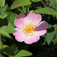 Hundsrose - Rosa canina