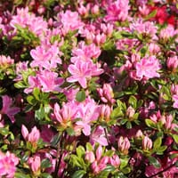 Japanische Azalee 'Kermesina Rosé' - Rhododendron obtusum 'Kermesina Rosé'