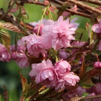 Japanische Hänge-Nelkenkirsche 'Kiku-shidare-Zakura' - Prunus serrulata 'Kiku-shidare-Zakura'