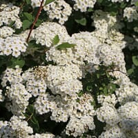 Japanische Strauchspiere - Spiraea nipponica