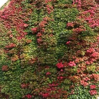 Jungfernrebe / Selbstklimmer / Dreilappige Jungfernrebe 'Veitchii' - Parthenocissus tricuspidata 'Veitchii'