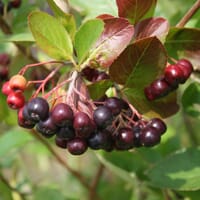 Kahle Apfelbeere / Schwarze Apfelbeere - Aronia melanocarpa