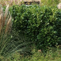 Kirschlorbeer / Lorbeerkirsche 'Caucasica' - Prunus laurocerasus 'Caucasica'