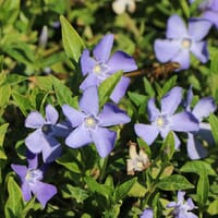Kleinblättriges Immergrün - Vinca minor
