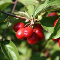 Kornelkirsche - Cornus mas