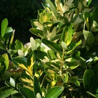 Kriechspindel 'Blondy' ® - Euonymus fortunei 'Blondy' ®