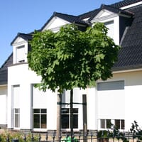 Kugelahorn / Kugelbaum 'Globosum' - Acer platanoides 'Globosum'