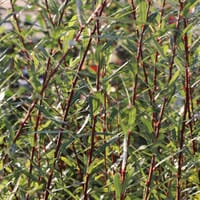 Kugelweide 'Nana' - Salix purpurea 'Nana'