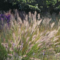Lampenputzergras 'Hameln' - Pennisetum alopecuroides 'Hameln'
