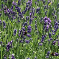Lavendel 'Hidcote Blue' / 'Strain' - Lavandula angustifolia 'Hidcote Blue' / 'Strain'
