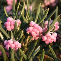 Lavendelheide (echte) / Behaarte Rosmarinheide - Andromeda glaucophylla