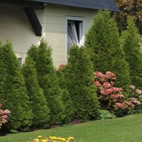 Lebensbaum 'Brabant' - Thuja occidentalis 'Brabant'