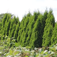 Lebensbaum 'Smaragd' - Thuja occidentalis 'Smaragd'