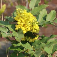 Mahonie - Mahonia aquifolium