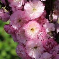 Mandelbäumchen / Mandelstrauch - Prunus triloba