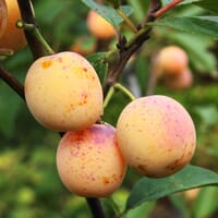 'Mirabelle von Nancy', 'Doppelte Mirabelle' - Prunus 'Mirabelle von Nancy'