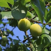 Pflaume 'Oullins Reneklode' / Eierpflaume - Prunus 'Oullins Reneklode' / Eierpflaume