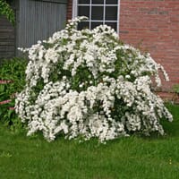 Prachtspiere - Spiraea vanhouttei