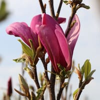 Purpur-Magnolie 'Susan' - Magnolia liliiflora 'Susan'