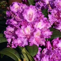Rhododendron 'Alfred' - Rhododendron Hybride 'Alfred'