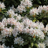 Rhododendron 'Cunningham's White' - Rhododendron Hybride 'Cunningham's White'