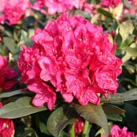 Rhododendron 'Nova Zembla' - Rhododendron Hybride 'Nova Zembla'