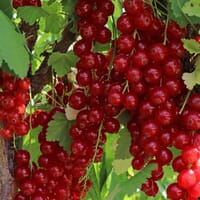 Rote Johannisbeere 'Rovada' - Ribes rubrum 'Rovada'