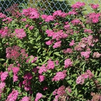 Rote Sommerspiere 'Anthony Waterer' - Spiraea bumalda 'Anthony Waterer'