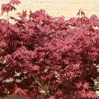 Roter Fächerahorn 'Atropurpureum' - Acer palmatum 'Atropurpureum'