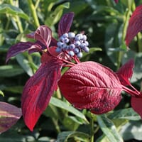 Rotholz Hartriegel / Purpur-Hartriegel 'Sibirica' - Cornus alba 'Sibirica'