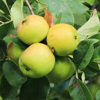 Säulenapfel Ballerina 'Bolero' ® - Malus Ballerina 'Bolero' ®