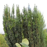 Säuleneibe 'Fastigiata' - Taxus baccata 'Fastigiata'