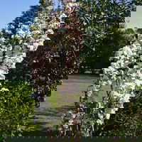 Säulenkirsche 'Amanogawa' - Prunus serrulata 'Amanogawa'