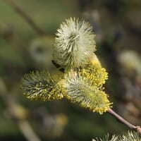 Salweide / Palmweide - Salix caprea