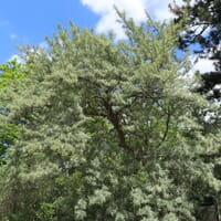 Sanddorn - Hippophae rhamnoides