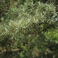 Sanddorn 'Pollmix' - Hippophae rhamnoides 'Pollmix' (männlich)