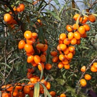 Sanddorn weiblich 'Leikora' - Hippophae rhamnoides 'Leikora'