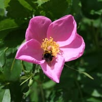 Sandrose / Carolina-Rose / Wiesenrose - Rosa carolina